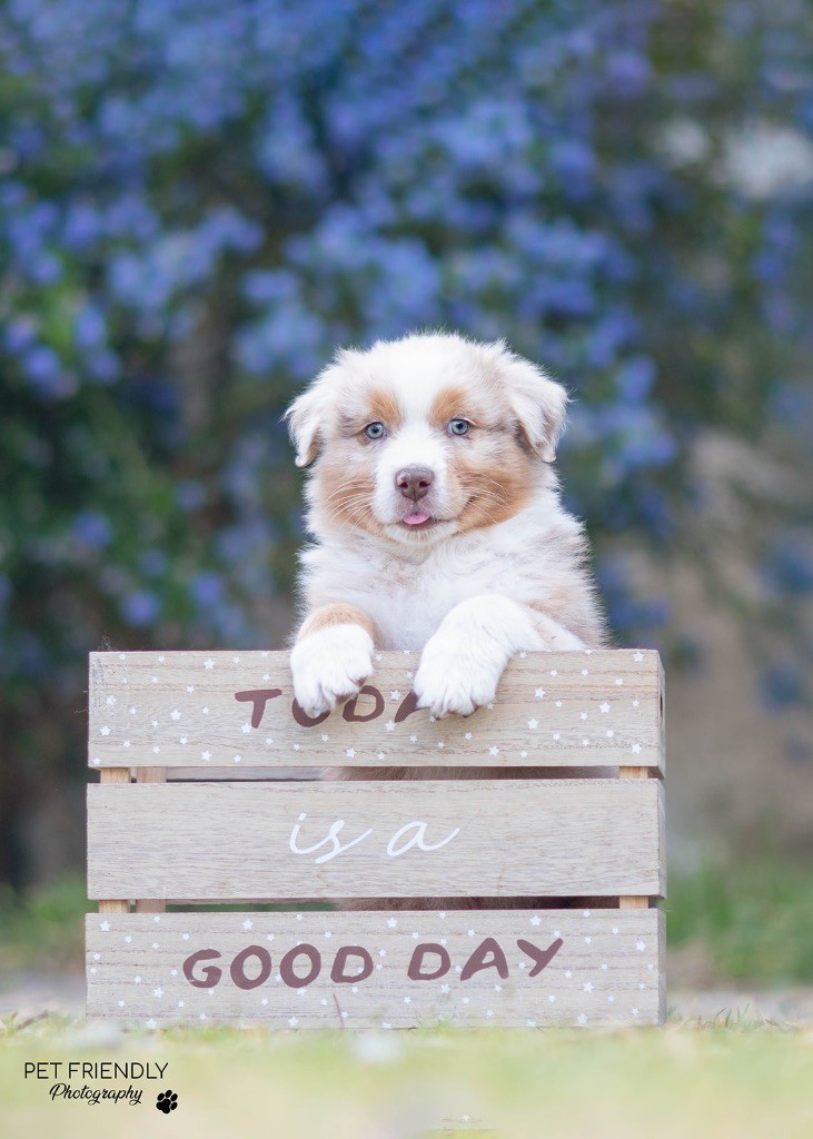 D'Hilena - Chiots disponibles - Berger Australien