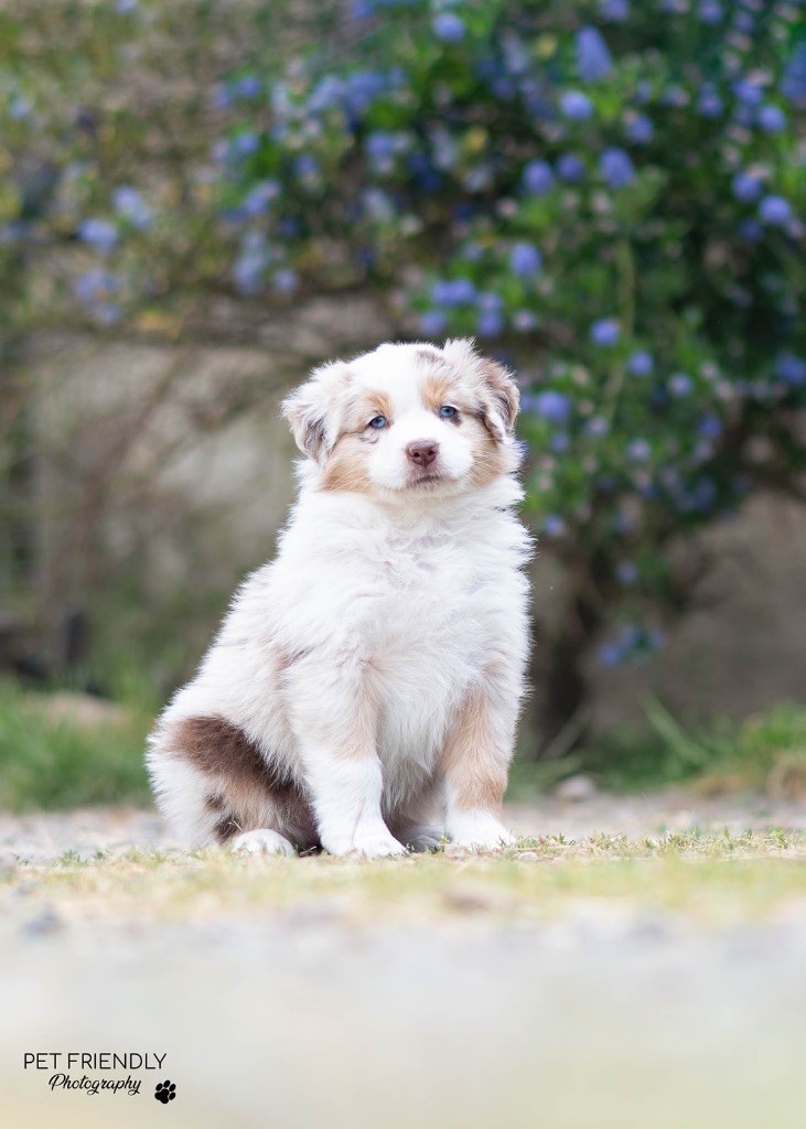 D'Hilena - Chiots disponibles - Berger Australien