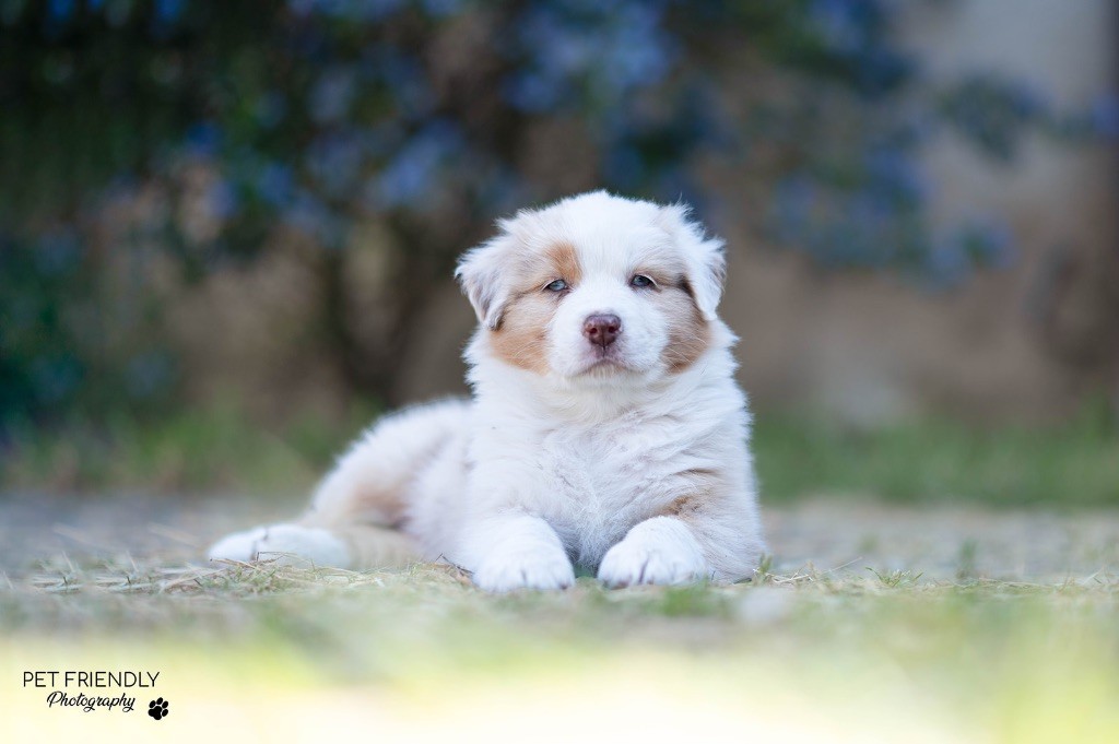D'Hilena - Chiots disponibles - Berger Australien