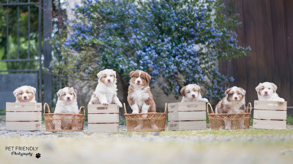 Chiot Berger Australien D'Hilena