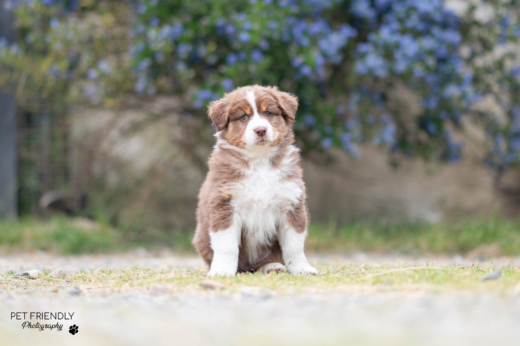 D'Hilena - Chiots disponibles - Berger Australien